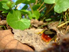 Bombus lapidarius